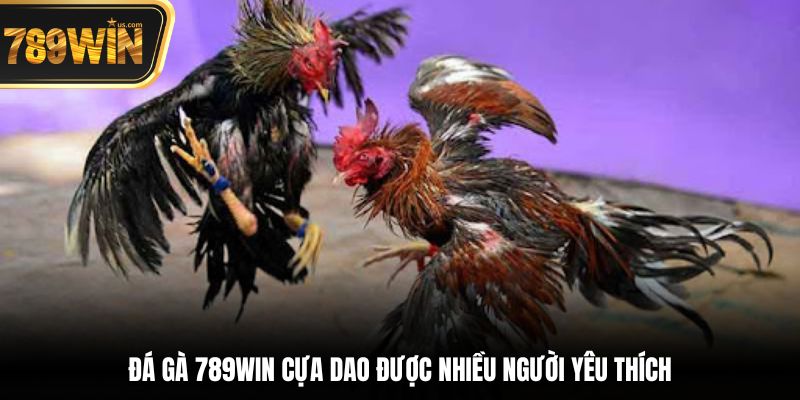 Đá Gà 789win - Nơi Hội Tụ Những Trận Đấu Chọi Kê Đỉnh 3 Đá gà 789win cựa dao được nhiều người yêu thích