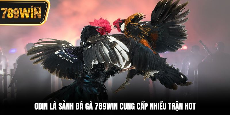 Đá Gà 789win - Nơi Hội Tụ Những Trận Đấu Chọi Kê Đỉnh 2 ODIN là sảnh đá gà 789win cung cấp nhiều trận hot