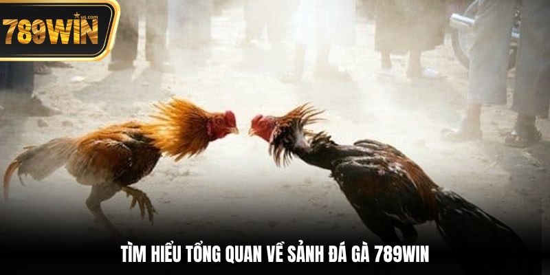 Đá Gà 789win - Nơi Hội Tụ Những Trận Đấu Chọi Kê Đỉnh 1 Tìm hiểu tổng quan về sảnh đá gà 789win